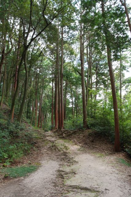 高木が続く穏やかな散策路。