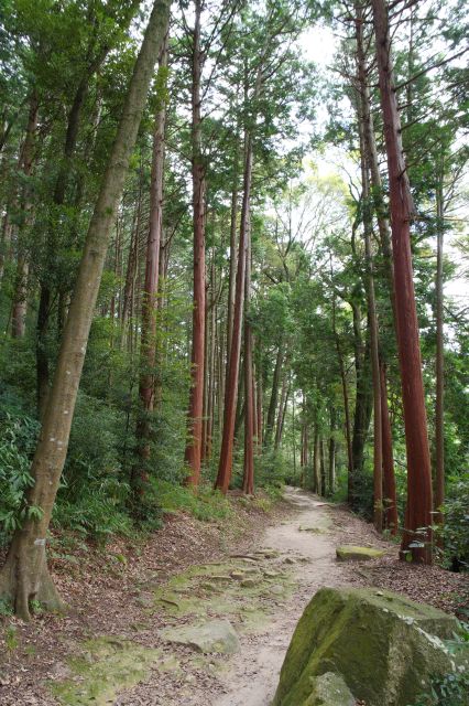 山中は起伏が激しかったので落ち着いて歩けます。