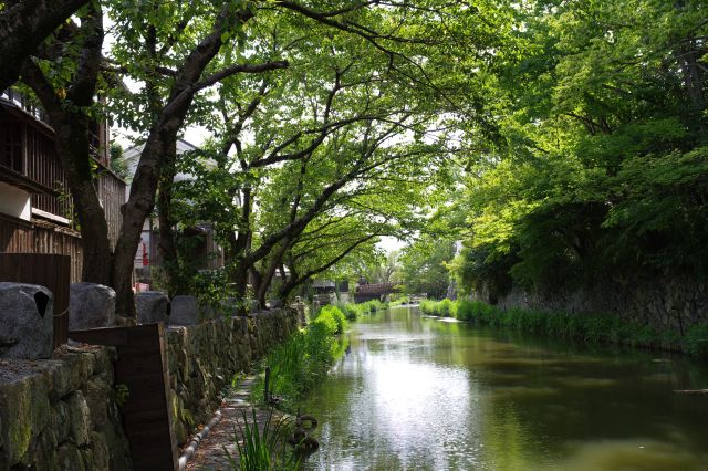 より水面に近く見上げる緑のアーチが美しい。