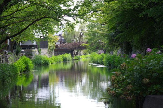 緑に囲まれた美しい水路と明治橋。