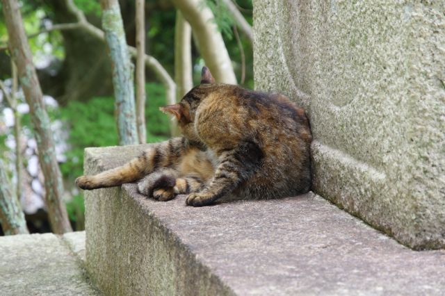 他にも猫の姿があり癒される空間でした。