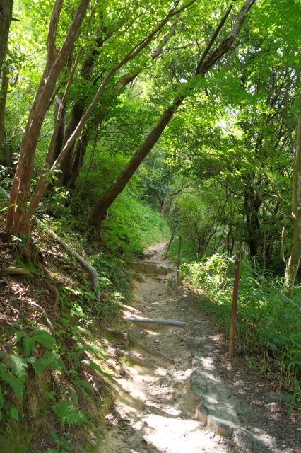 足場は整備されていない小道、頭上の緑が心地よい。