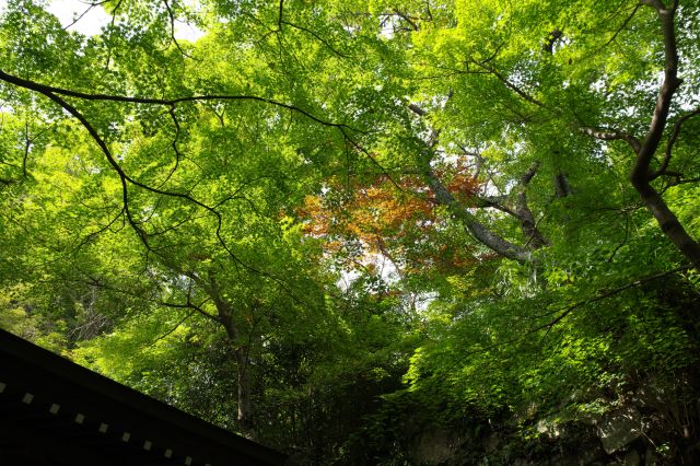 頭上の青紅葉がきれいで風のざわざわ音も心地よいです。