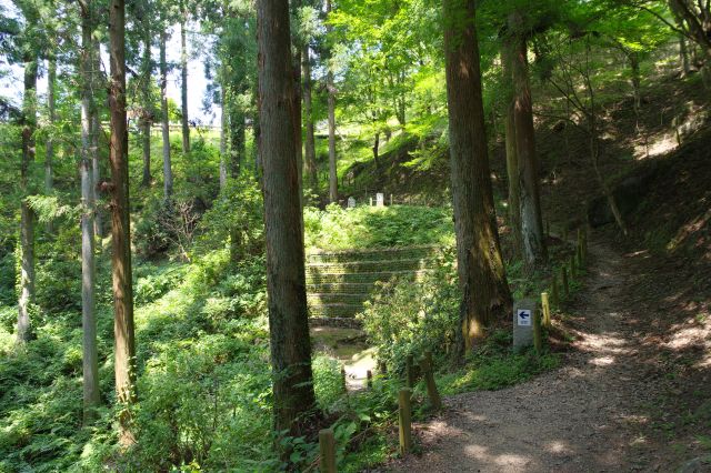 緑が心地よい林道。