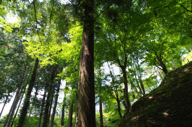 頭上の緑のアーチが心地よい。