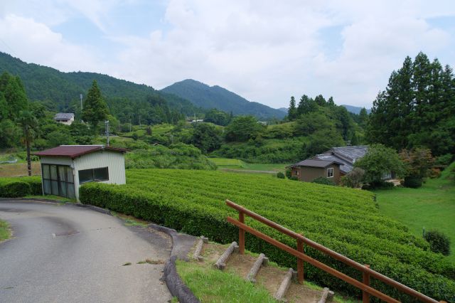 周辺はきれいな茶畑の畝。