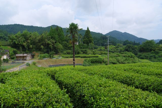 山の中で緑あふれる里の風景。