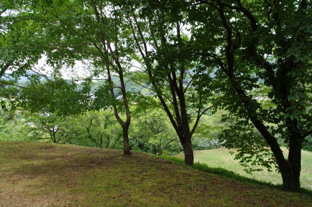 木が生えて柵は無い。