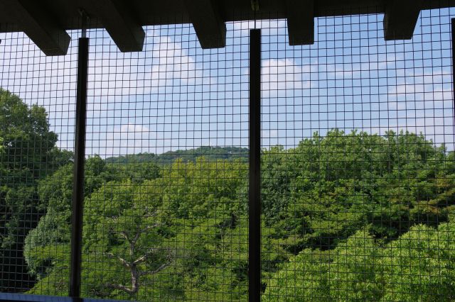 緑の木々と奥の山の木々が覆います。