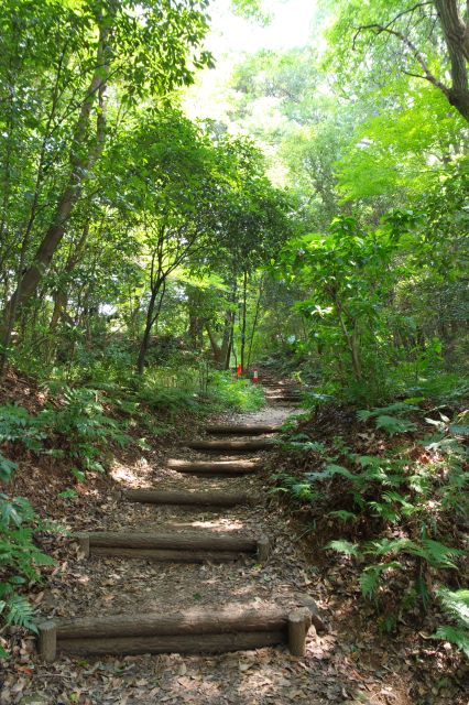 鬱蒼として森の道を進みます。