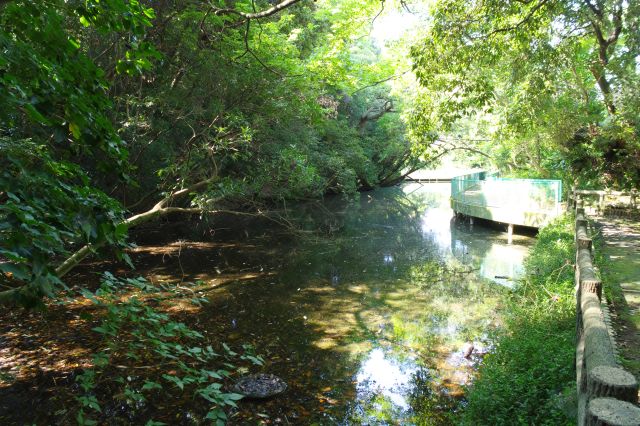 二の丸の北東側の堀、木々は鬱蒼としています。