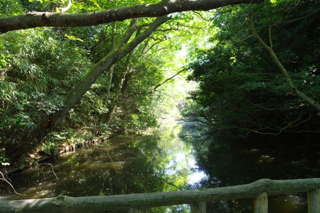 堀や土塁が貴重な遺構です。鬱蒼とした木々が茂り秘境的。