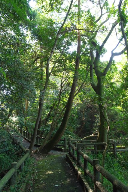 分岐道には木が伸びています。
