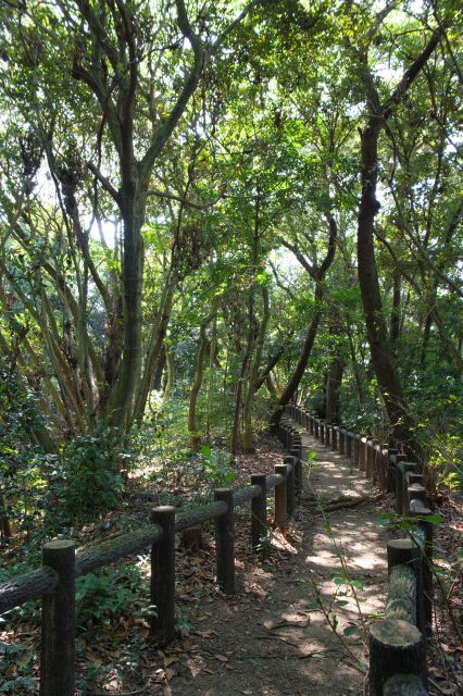 右側へ細い道を進みます。ここも虫が多いです。