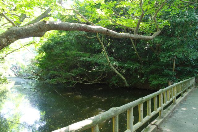 この近辺が一番の見どころでしょう。