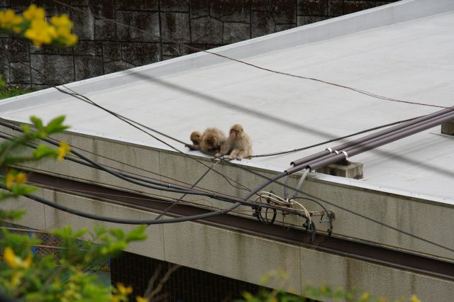 旧駅舎側の屋根に猿がいました。日光市らしい光景です。