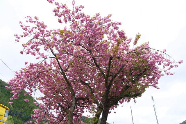駐車場側に桜の木がありました。