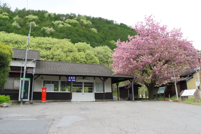 緑をバックにした足尾駅のレトロな駅舎、八重桜も立派です。左にはお手洗い。