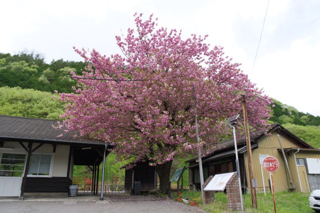 大きくてきれいな八重桜。