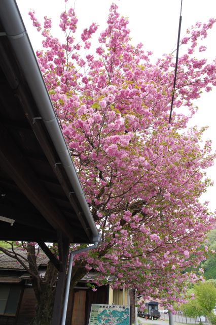 八重桜を見上げる。