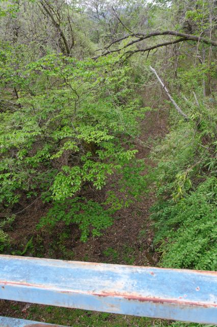 左側も草木が覆う。