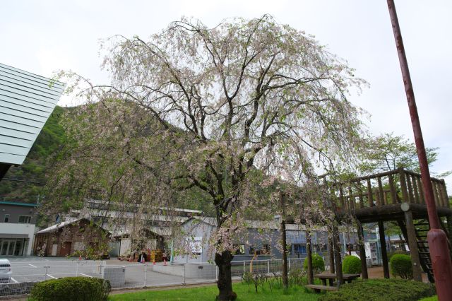 桜の木があり4月末でまだ咲いています。