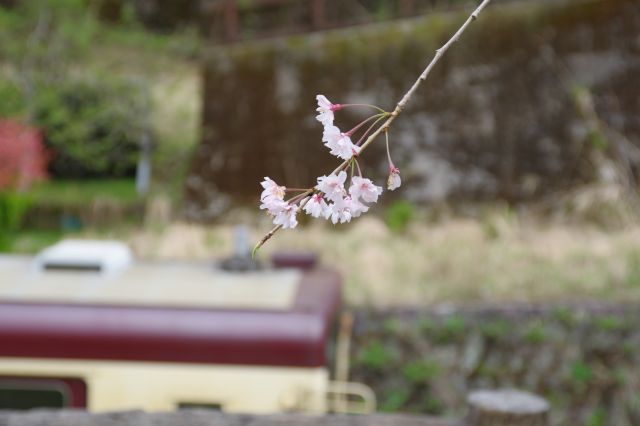 展望台からの桜の花びら。