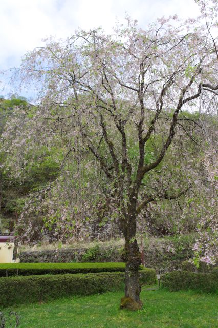 桜の木。