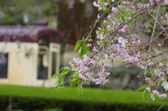 桜の花びら。