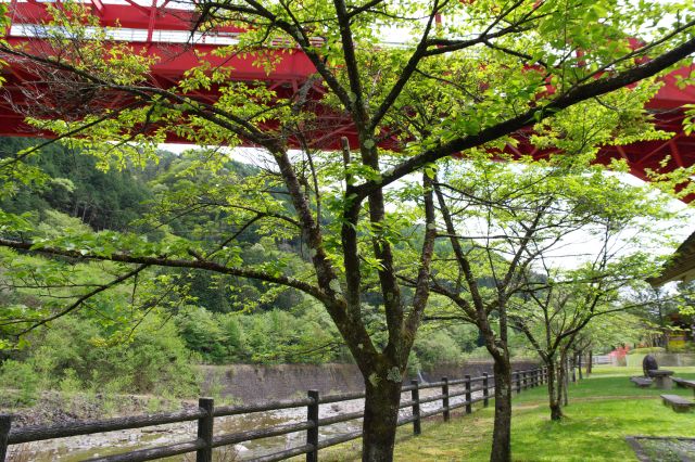 川沿いには桜の木がありました。