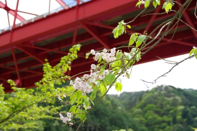 4月末ですがまだ一部桜の花びらが見られました。