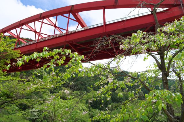 桜の木と見上げる橋。