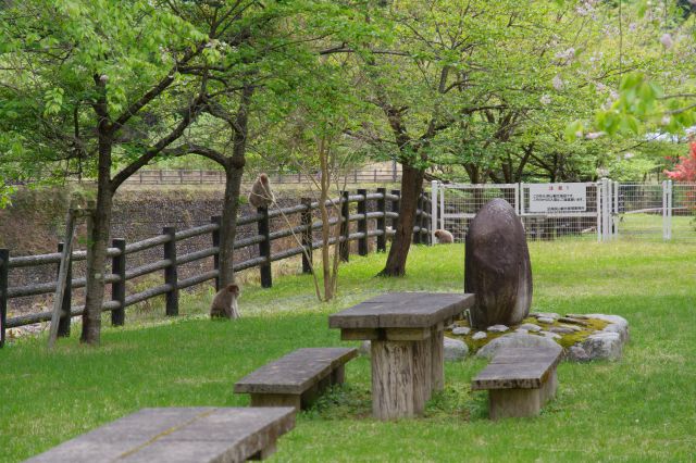 隣の足尾銅山観光の敷地側になにやら動物たちの姿。