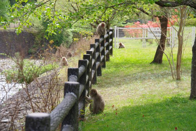 川沿いを行き来している猿たち。刺激しないように離れて眺めます。