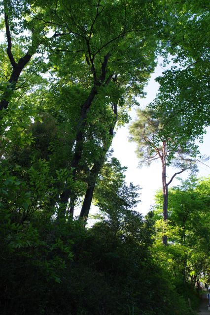 鬱蒼とした木々。