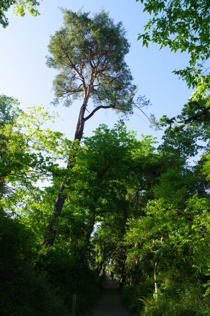 高さがある木も。