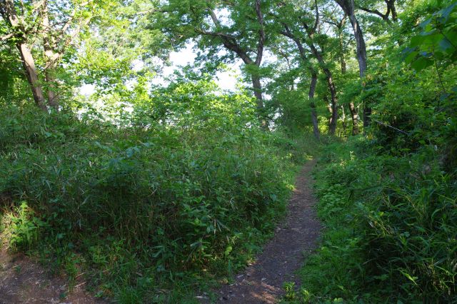 鬱蒼とした小路があります。