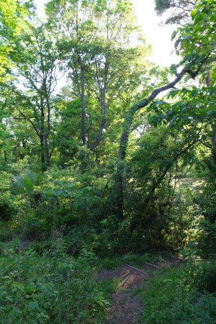切通側の鬱蒼とした木々。