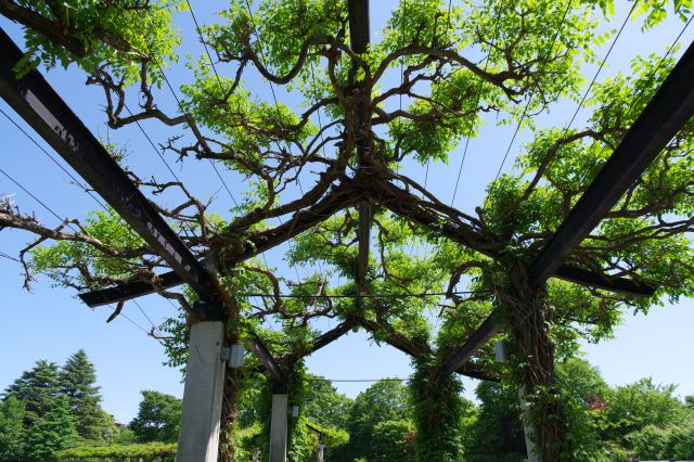 頭上を覆うアーチ。