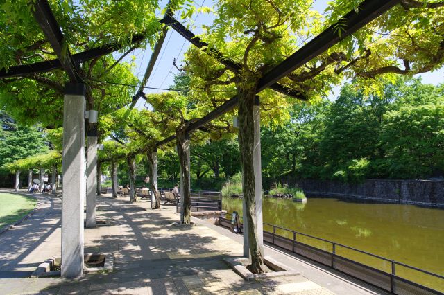 藤棚のアーチ、池沿いは日当たり良くベンチもあり心地良い。
