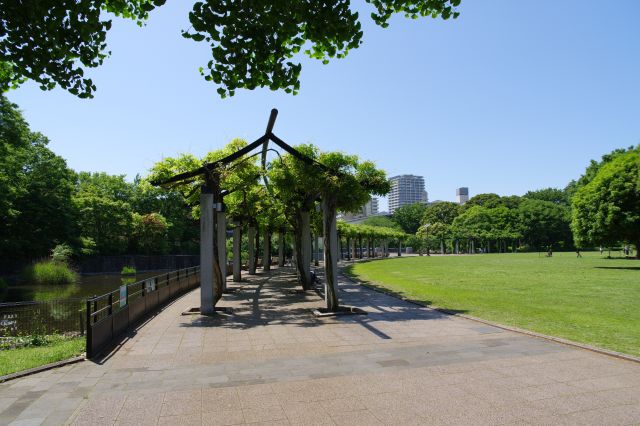 藤棚を抜けました。