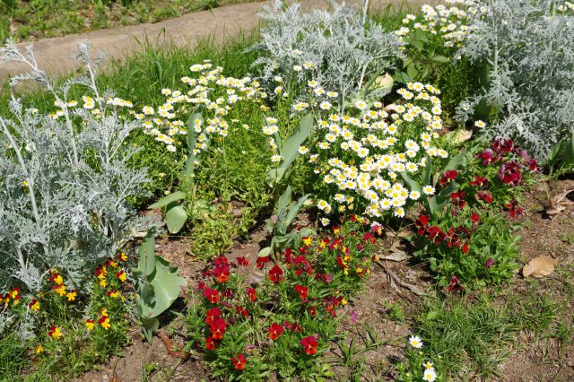 花壇を彩る様々な花。