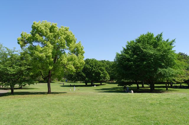 美しい緑の木々。