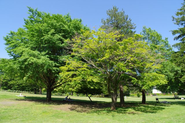 芝生に点在する美しい緑の木々。