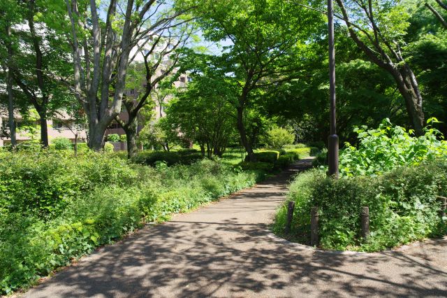 南側の野鳥の森という森林が広がります。