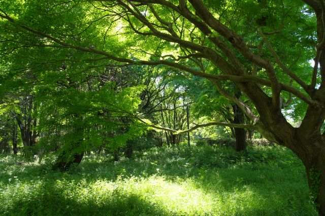 想像以上の豊かな自然感に驚かされます。