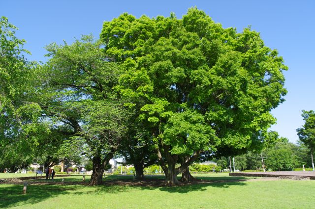 広場は日当たりが良く木々が点在します。