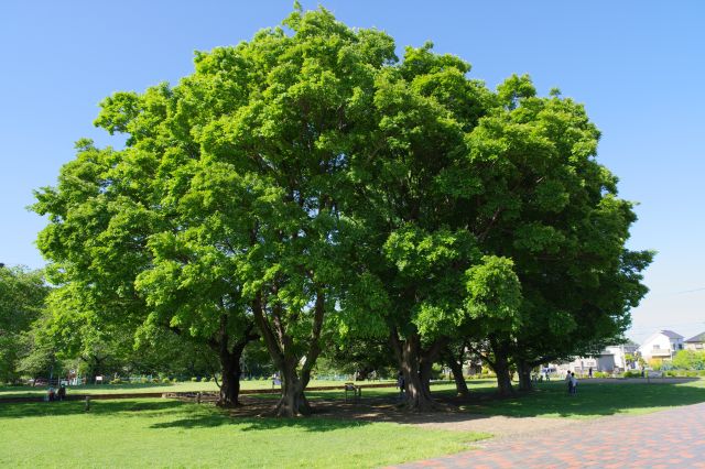 講堂・金堂間の豊かな緑の木が印象的。