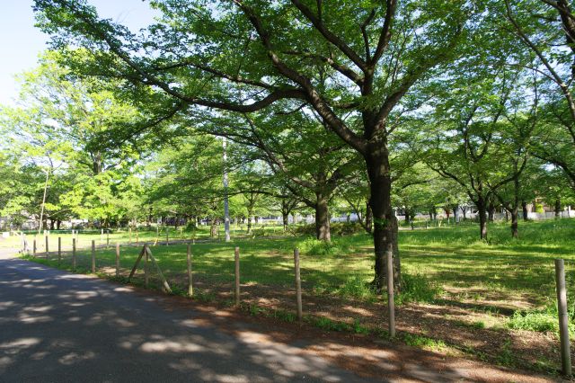 右手は小さな道路が複数貫く空き地のような区画。