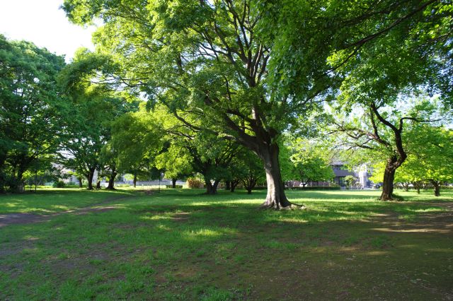 木々が覆う広場で遊んでいる人の姿も。